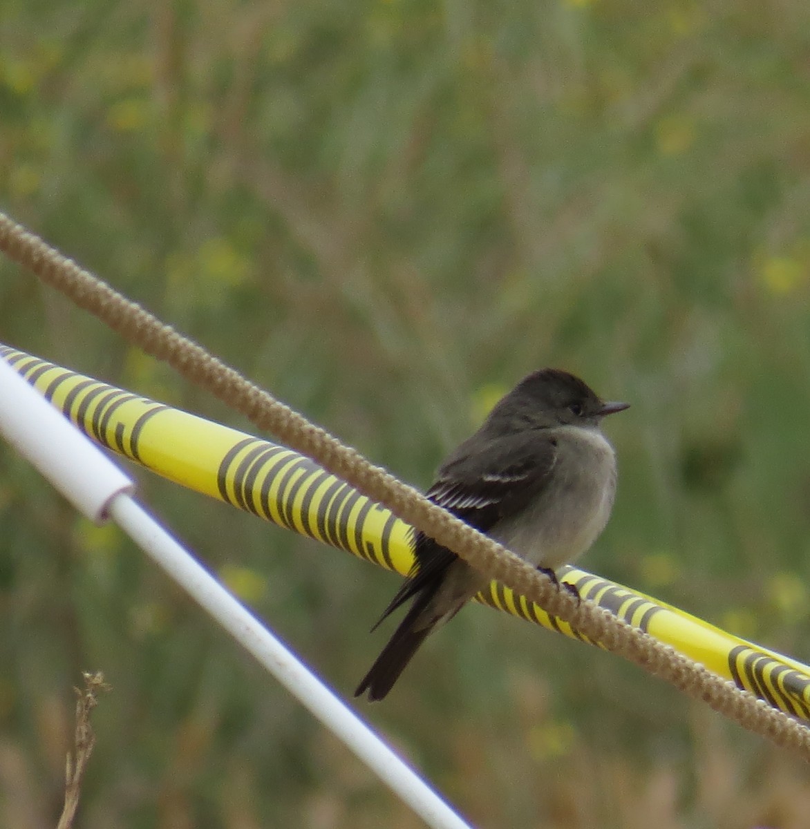 Western Wood-Pewee - ML101570531