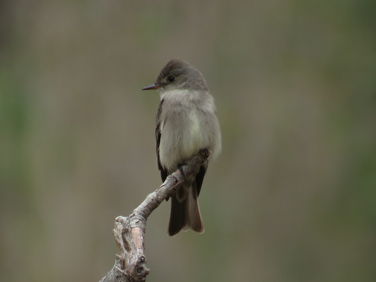 Western Wood-Pewee - ML101570601