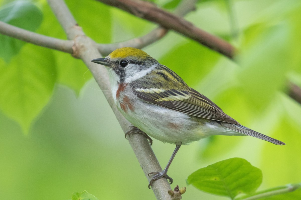 Chestnut-sided Warbler - ML101572901