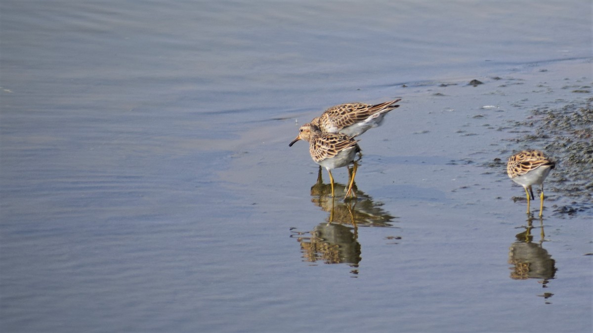 Pectoral Sandpiper - ML101576121