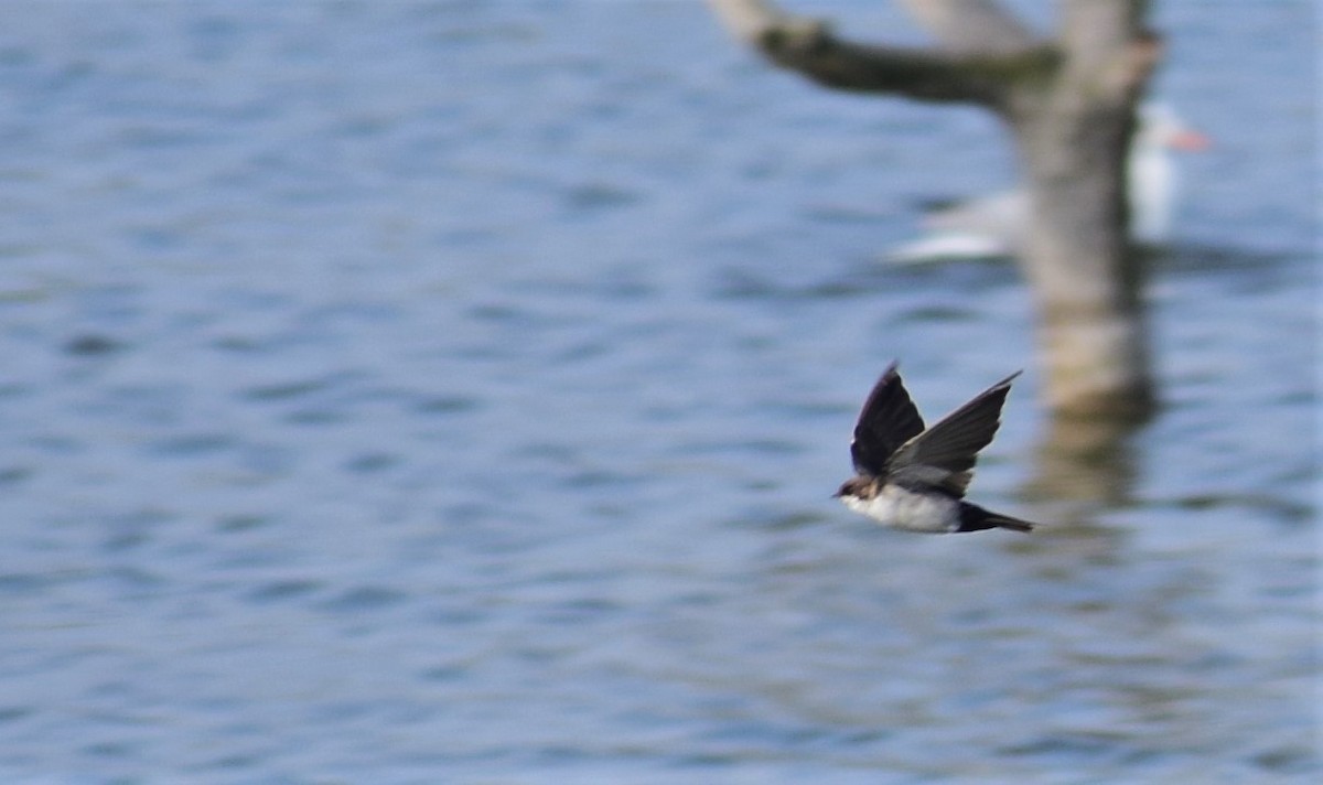 Blue-and-white Swallow - ML101576281