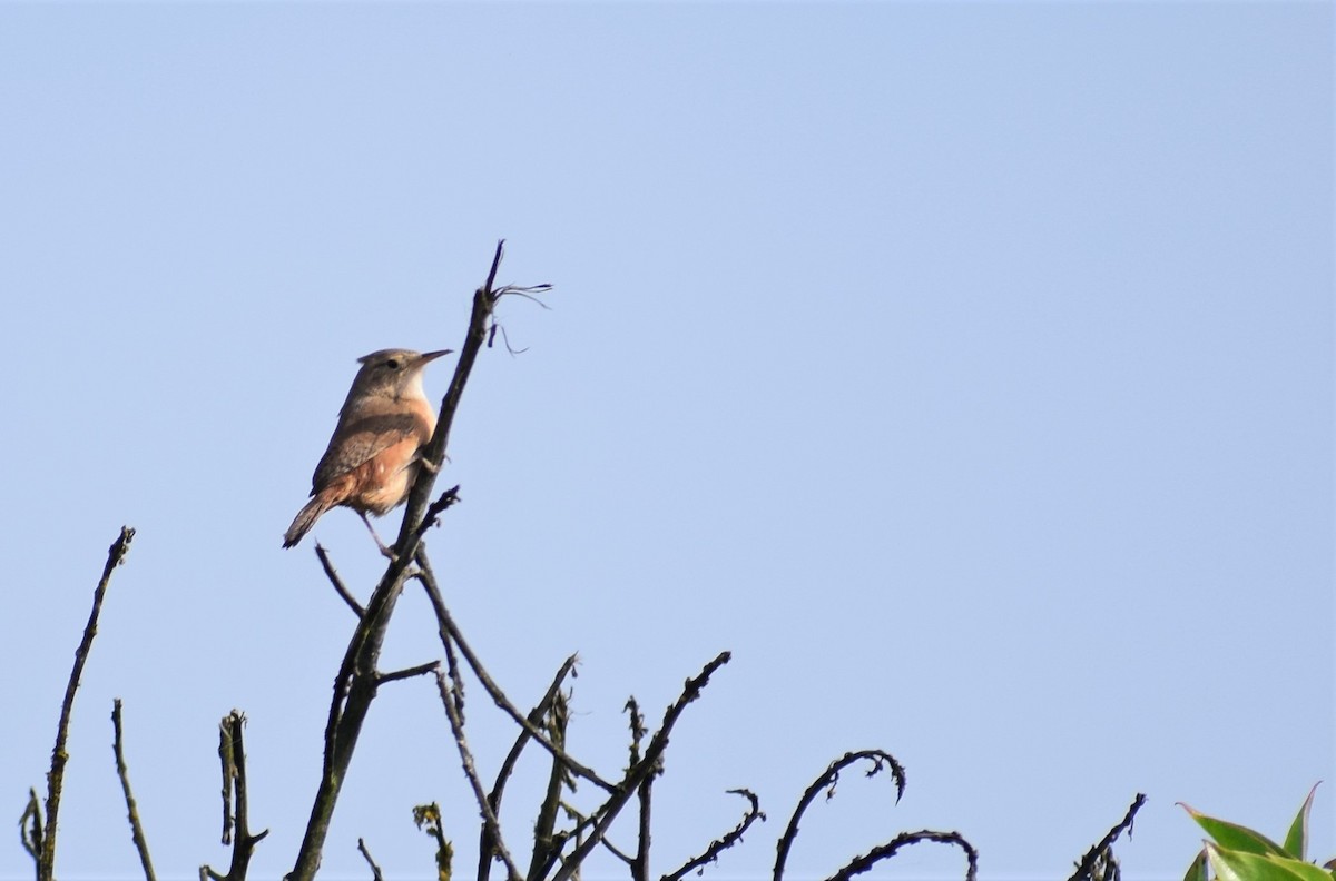 House Wren - ML101576311