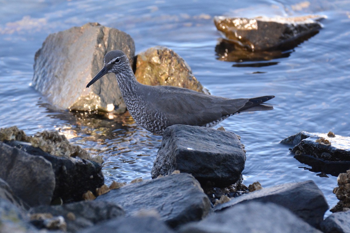 Wandering Tattler - ML101576351