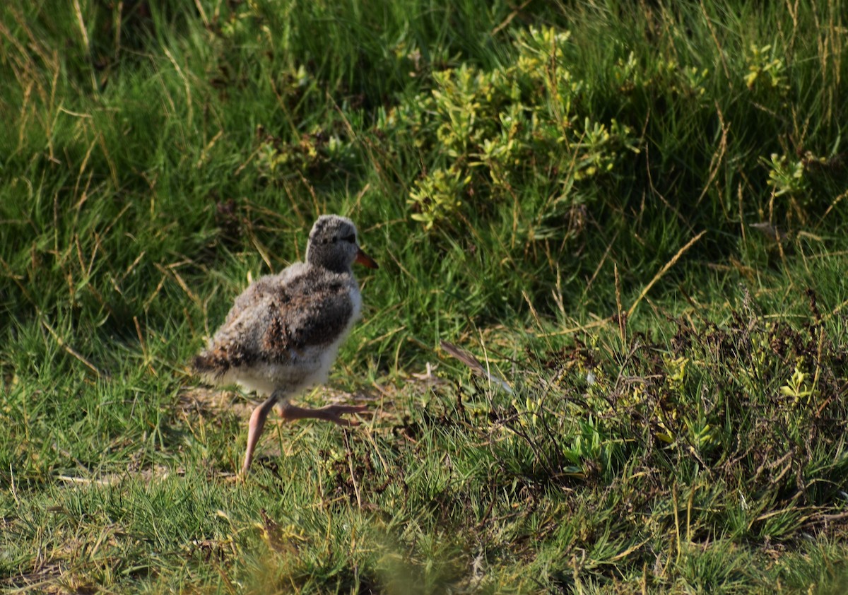 American Oystercatcher - ML101576841