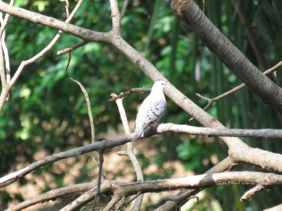 Blue Ground Dove - ML101577041