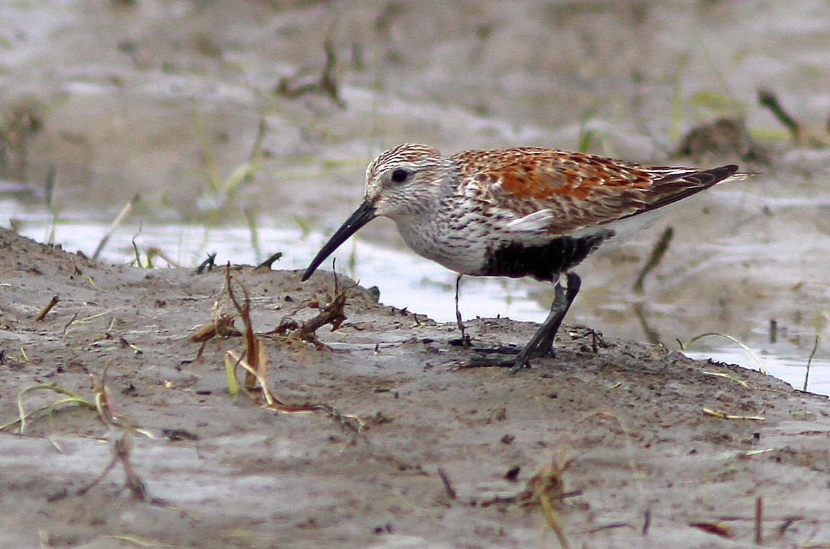 Dunlin - Yves Gauthier (Mtl)