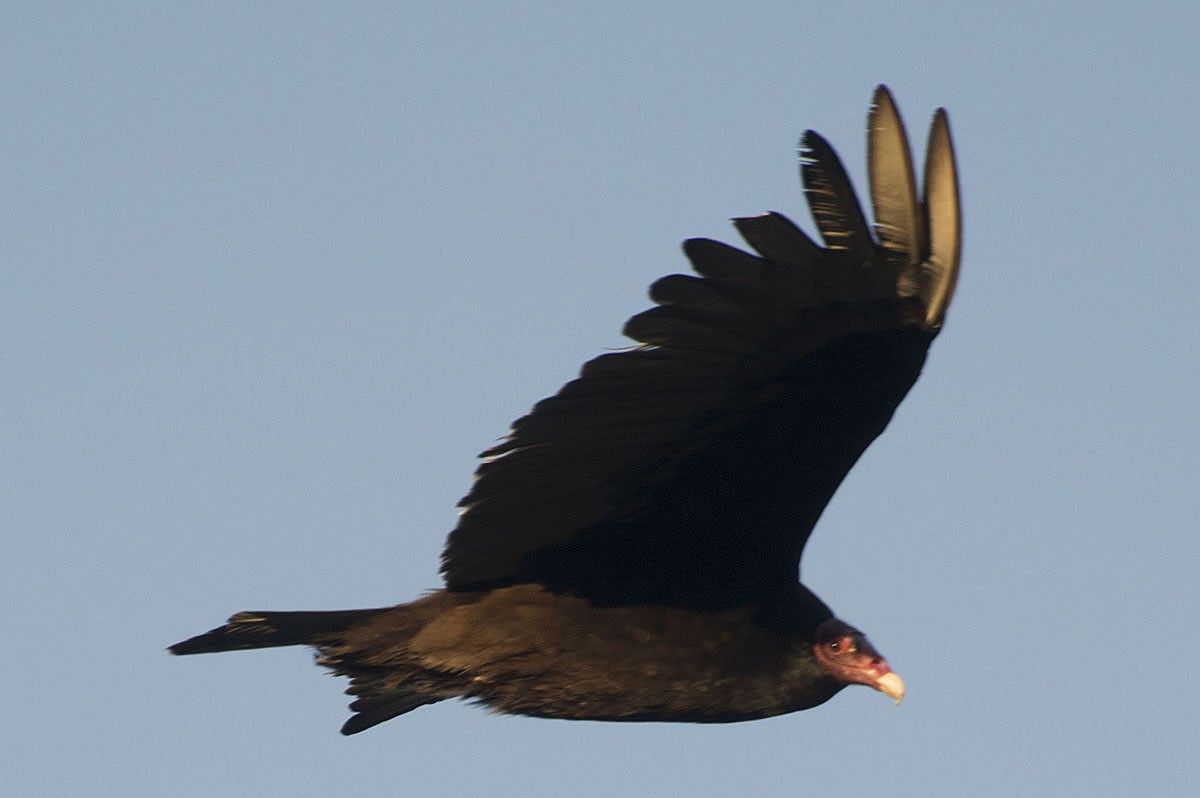 Turkey Vulture - ML101577321