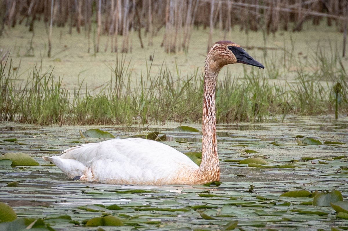 Trumpeter Swan - Michael Warner