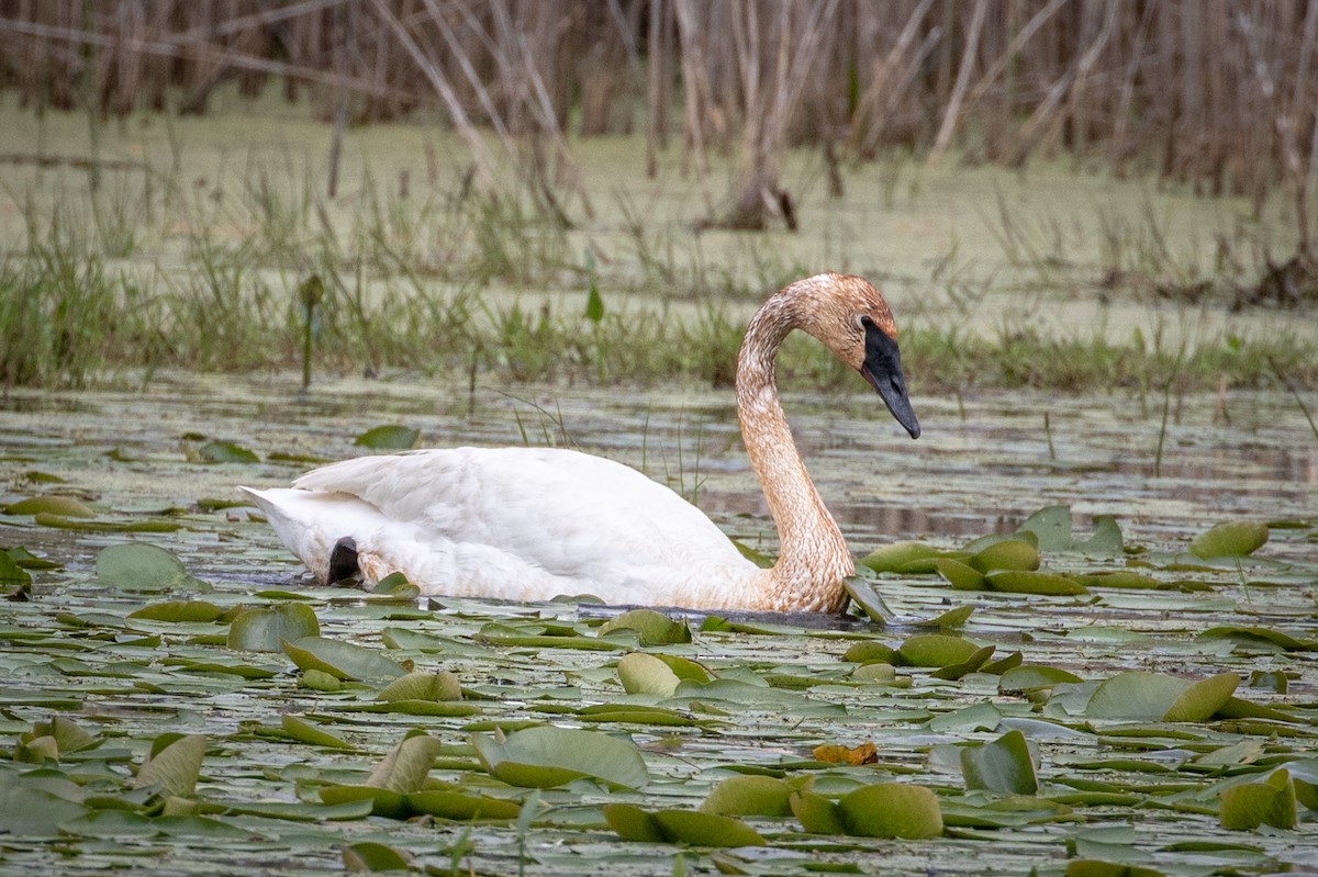 Trumpeter Swan - Michael Warner