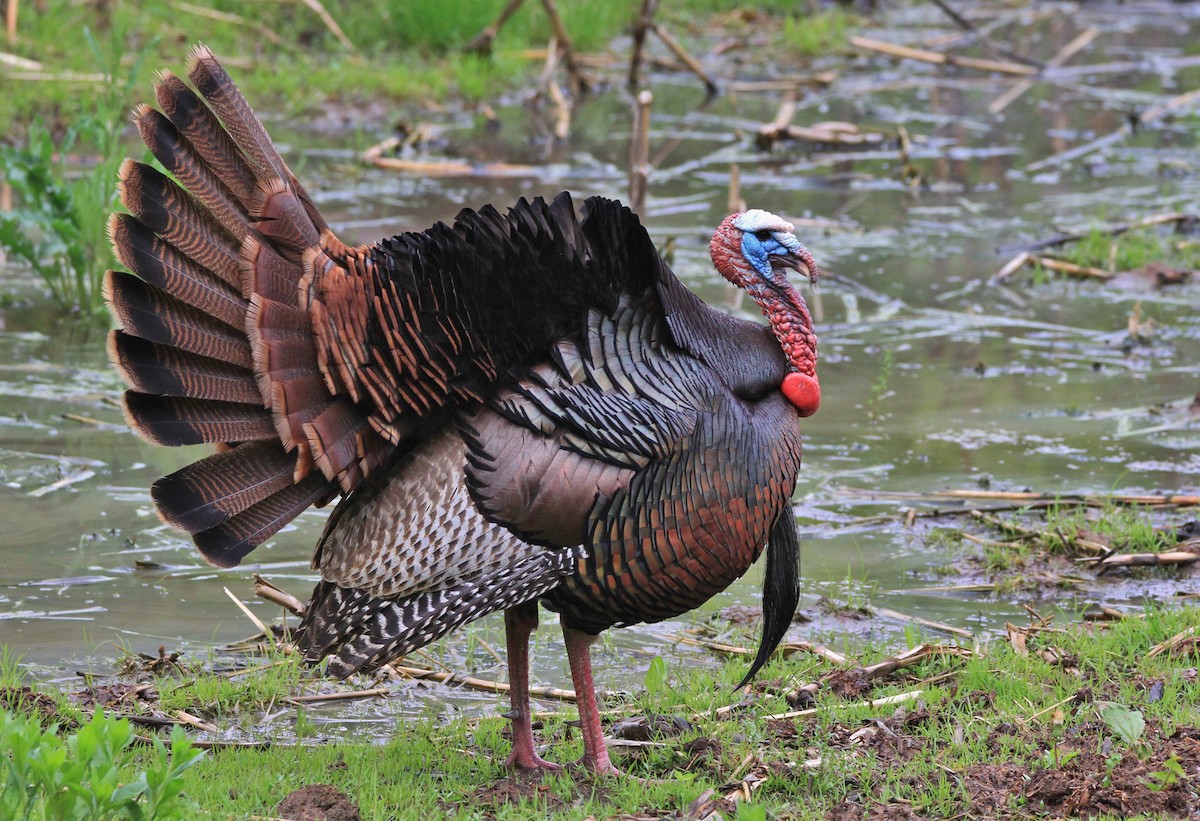 Wild Turkey - Zach DeBruine