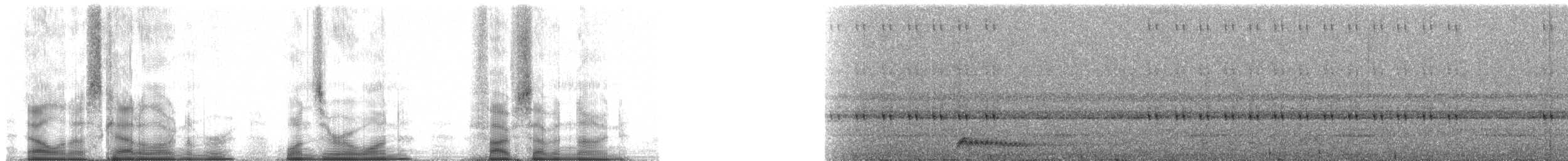 Chotacabras Ocelado - ML101579