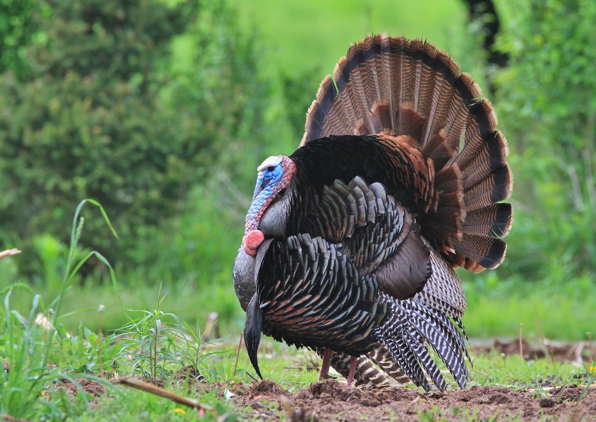 Wild Turkey - Petra DeBruine
