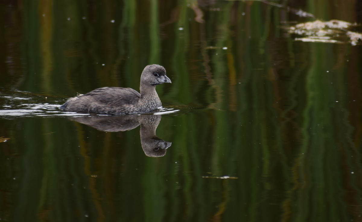 Pied-billed Grebe - ML101579621