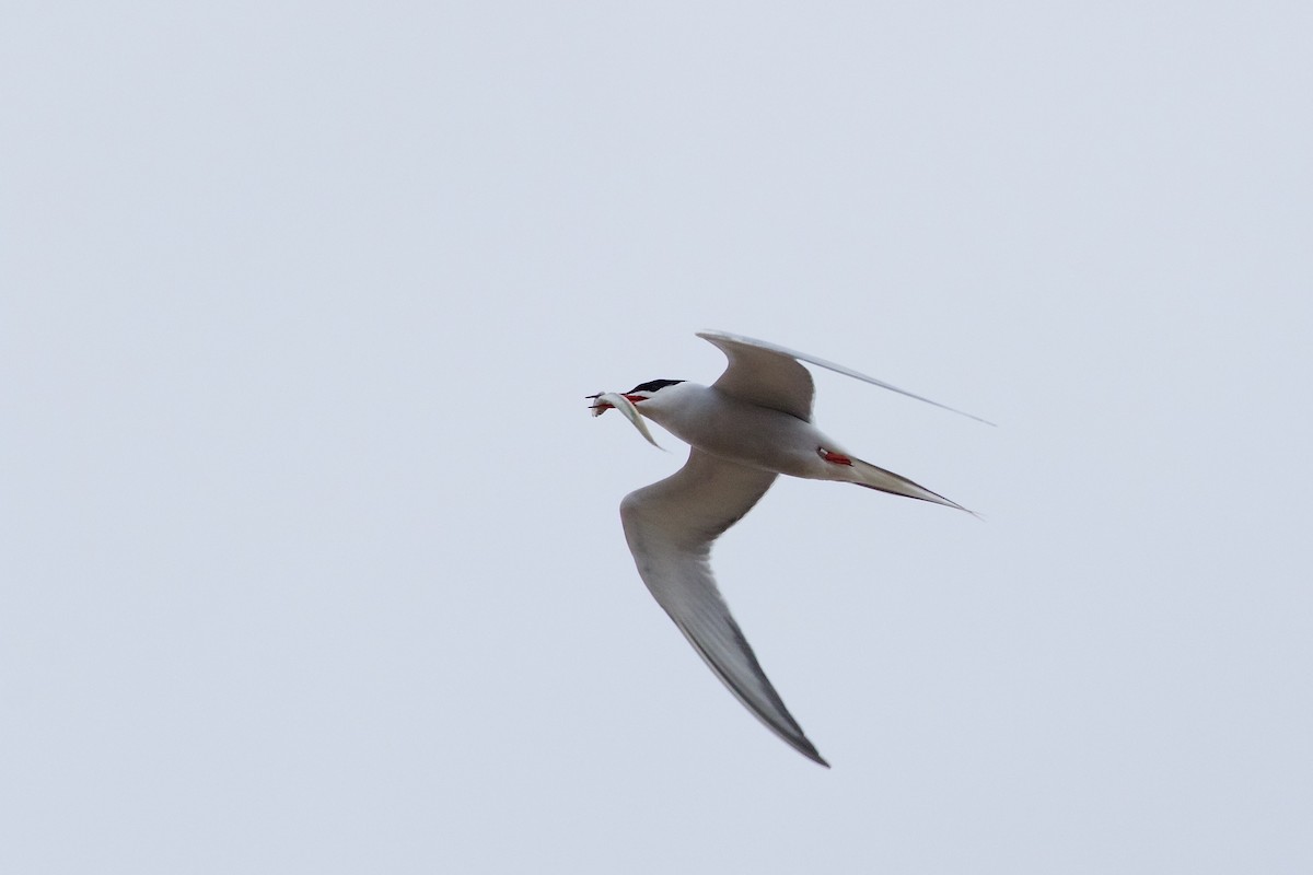 Common Tern - John P Richardson