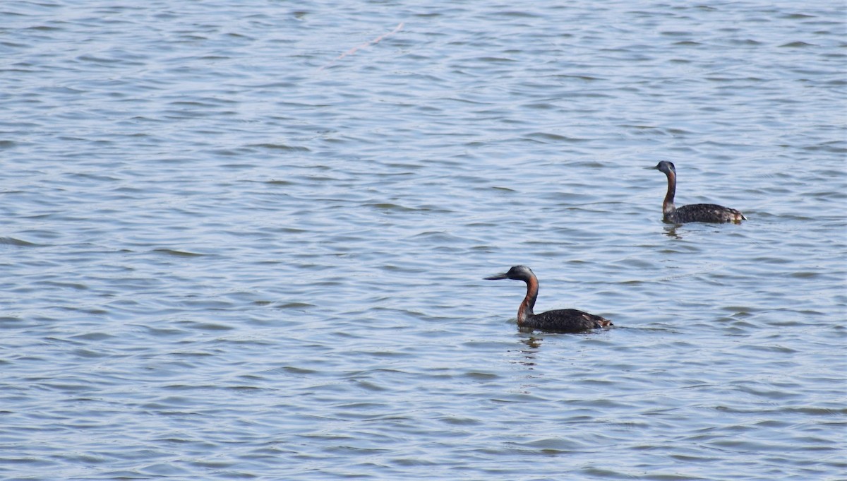 Great Grebe - ML101582311