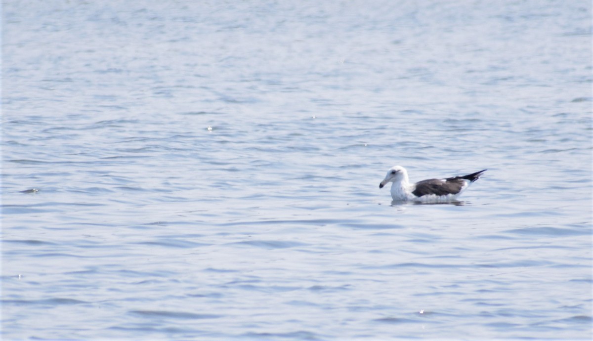 Belcher's Gull - ML101582461