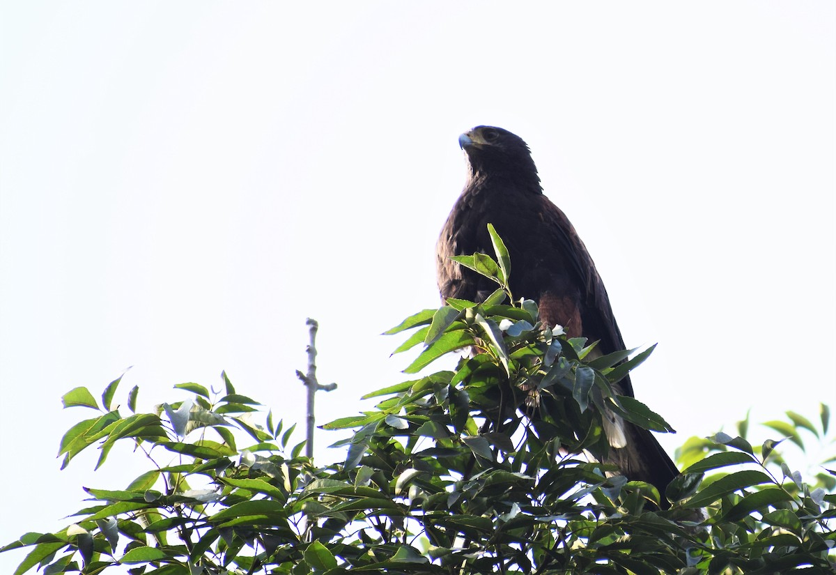 Harris's Hawk - ML101583091