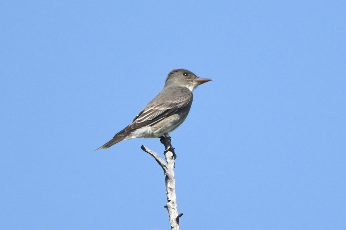 Olive-sided Flycatcher - ML101584201