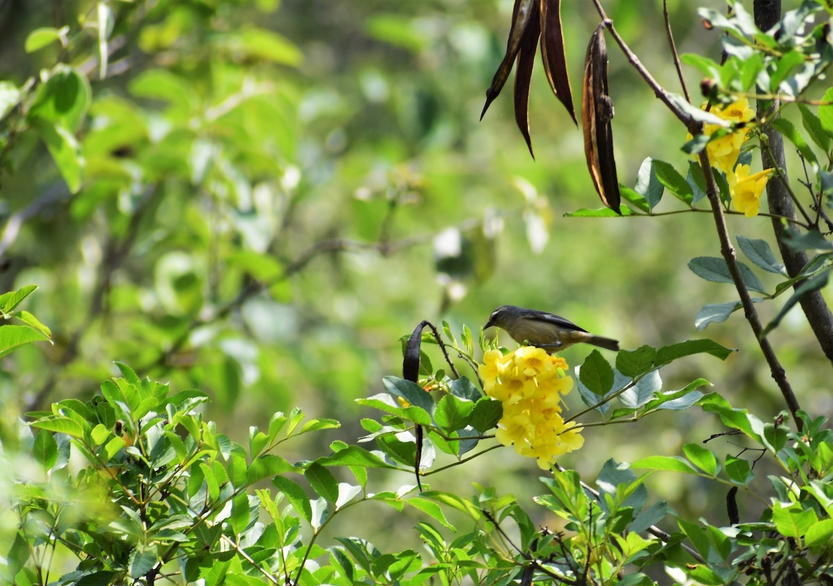 Cinereous Conebill - ML101584231