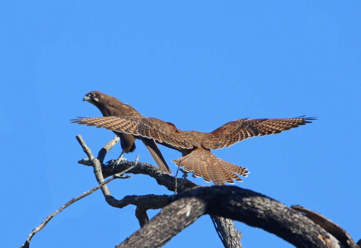 Brown Falcon - ML101585621
