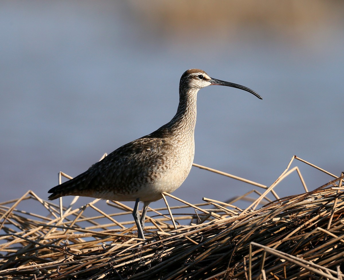 Regenbrachvogel - ML101585751