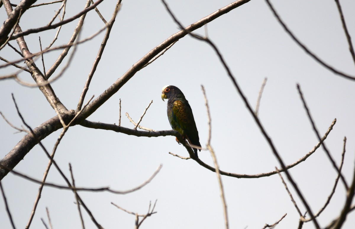 White-crowned Parrot - Amrit Kannan