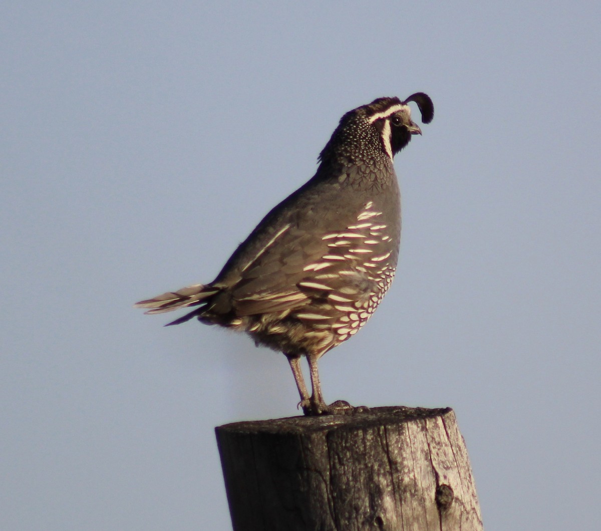 California Quail - ML101590081