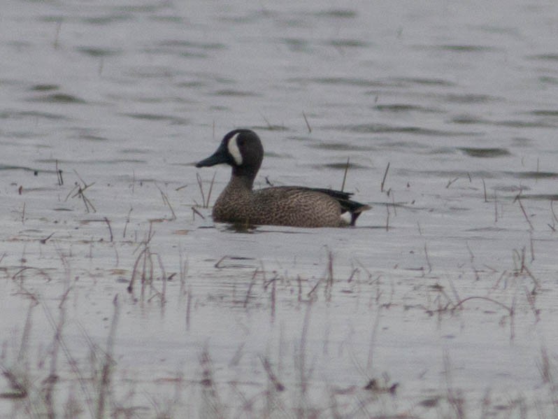 Blue-winged Teal - ML101591241