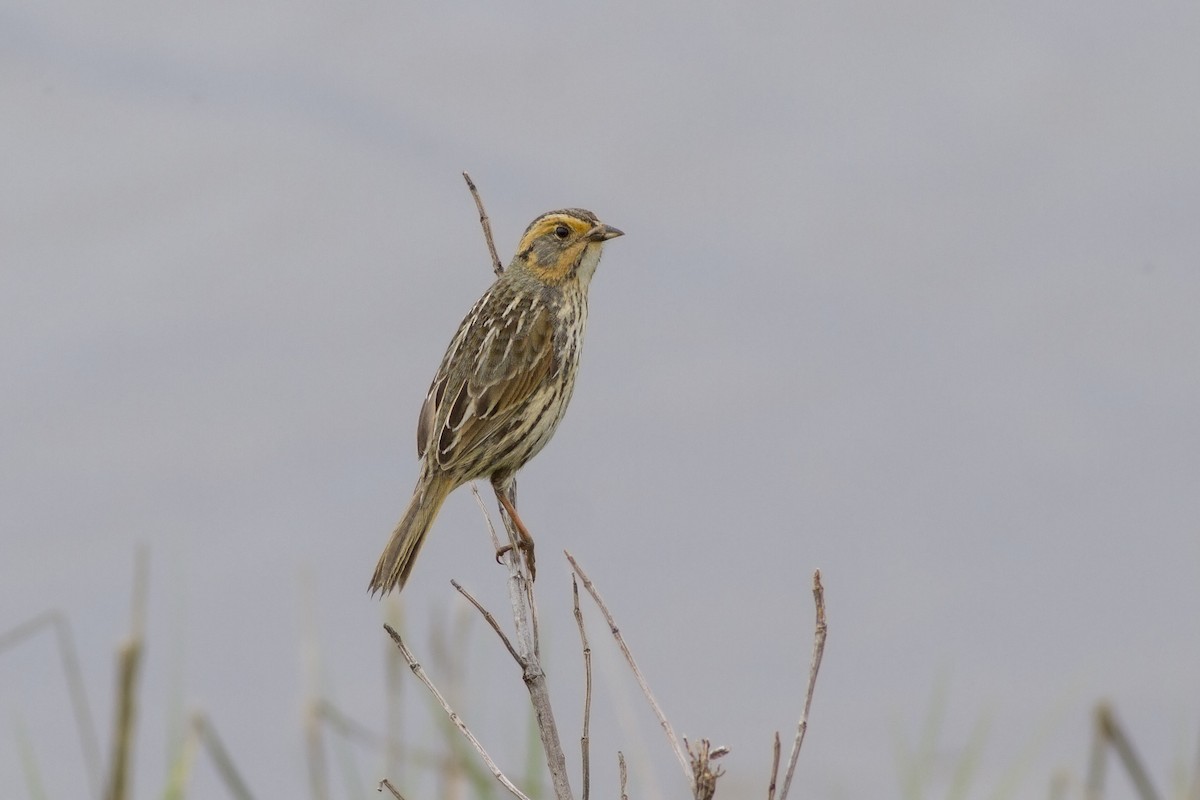 Saltmarsh Sparrow - Samuel Paul Galick