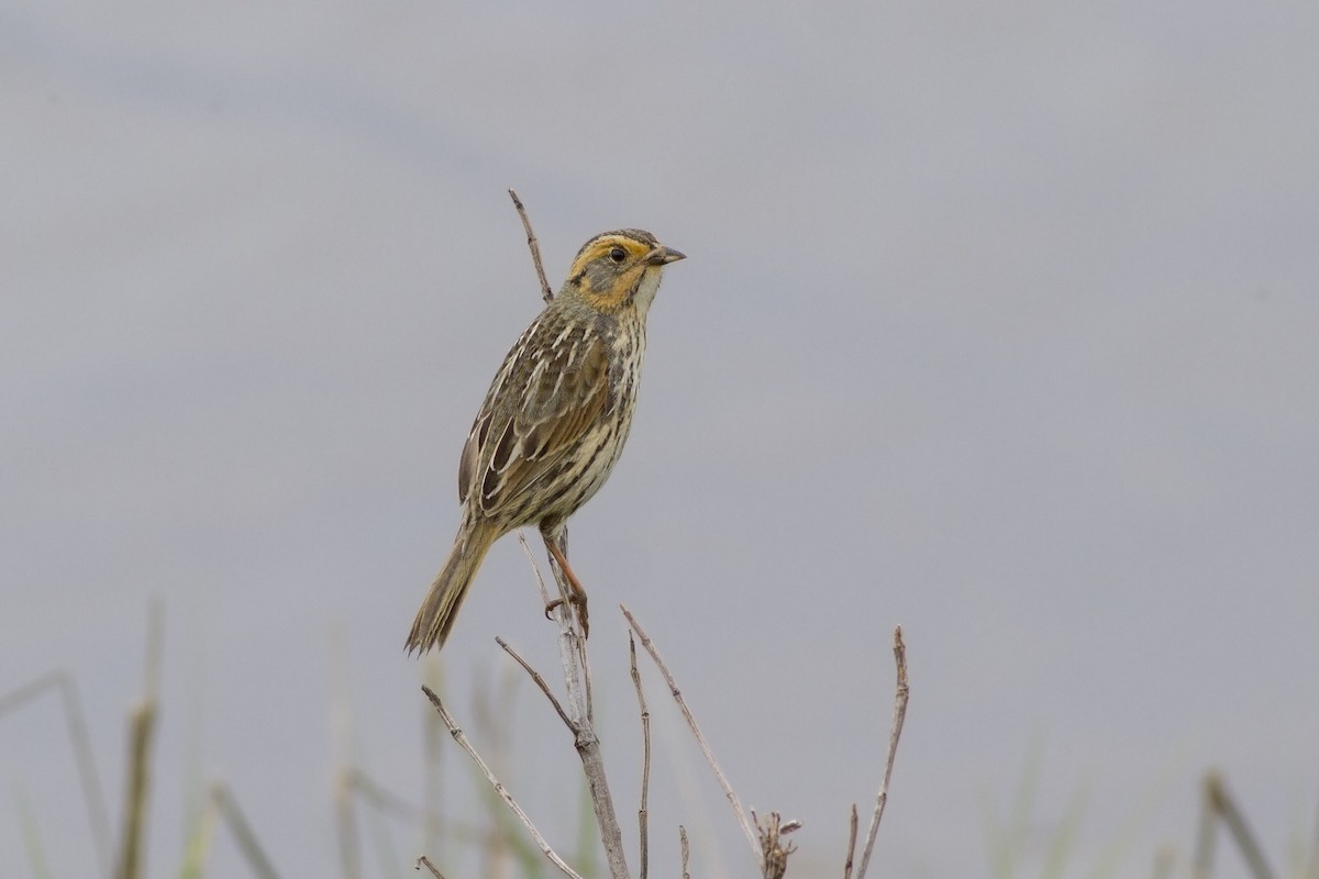 Saltmarsh Sparrow - ML101591361