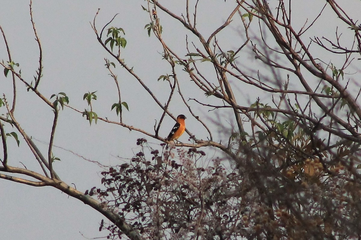 Black-headed Grosbeak - ML101592001