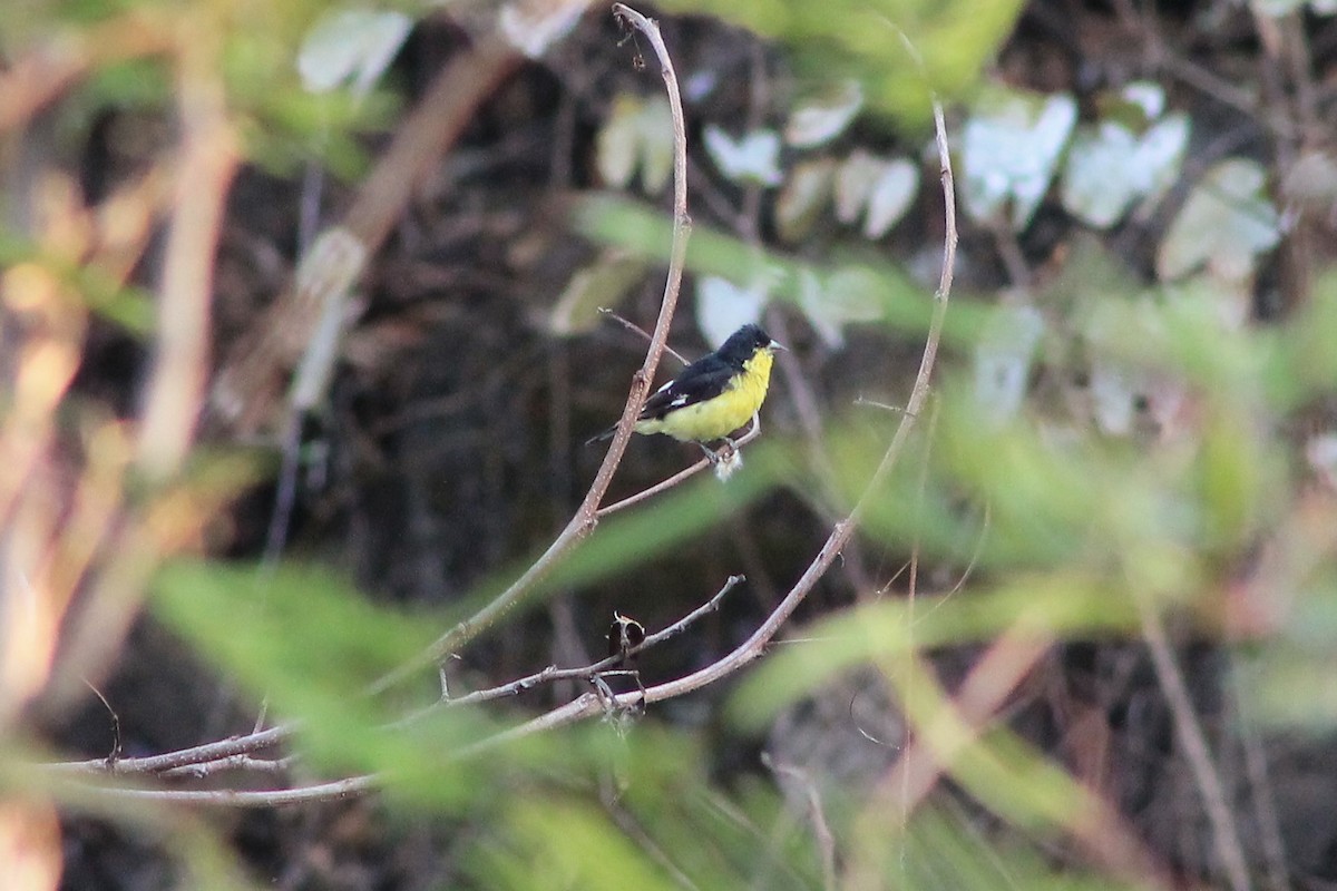 Lesser Goldfinch - ML101592331