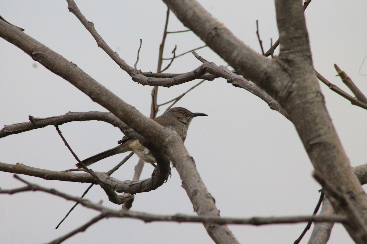 Curve-billed Thrasher - ML101593241