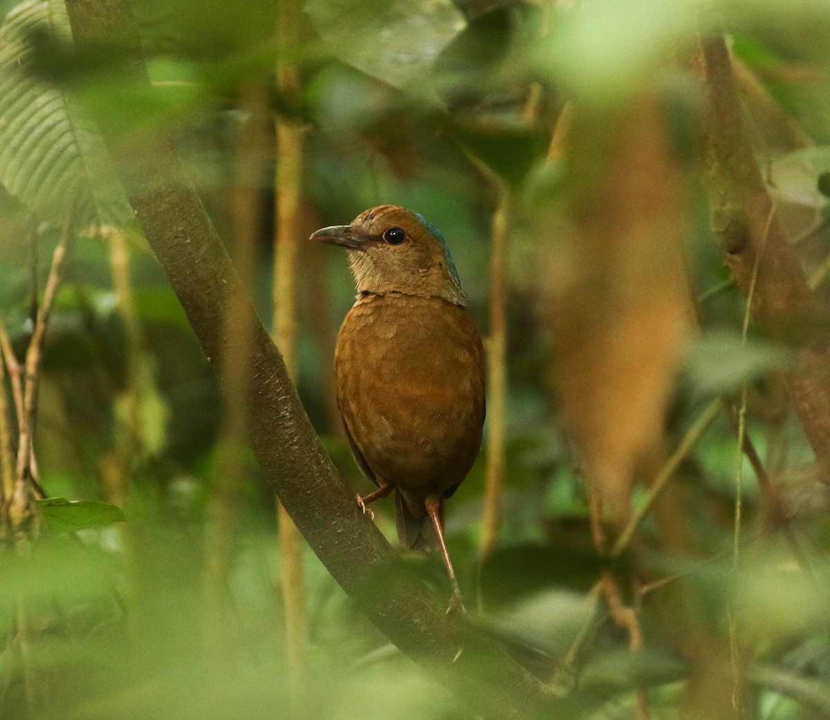 Blue-naped Pitta - ML101593421