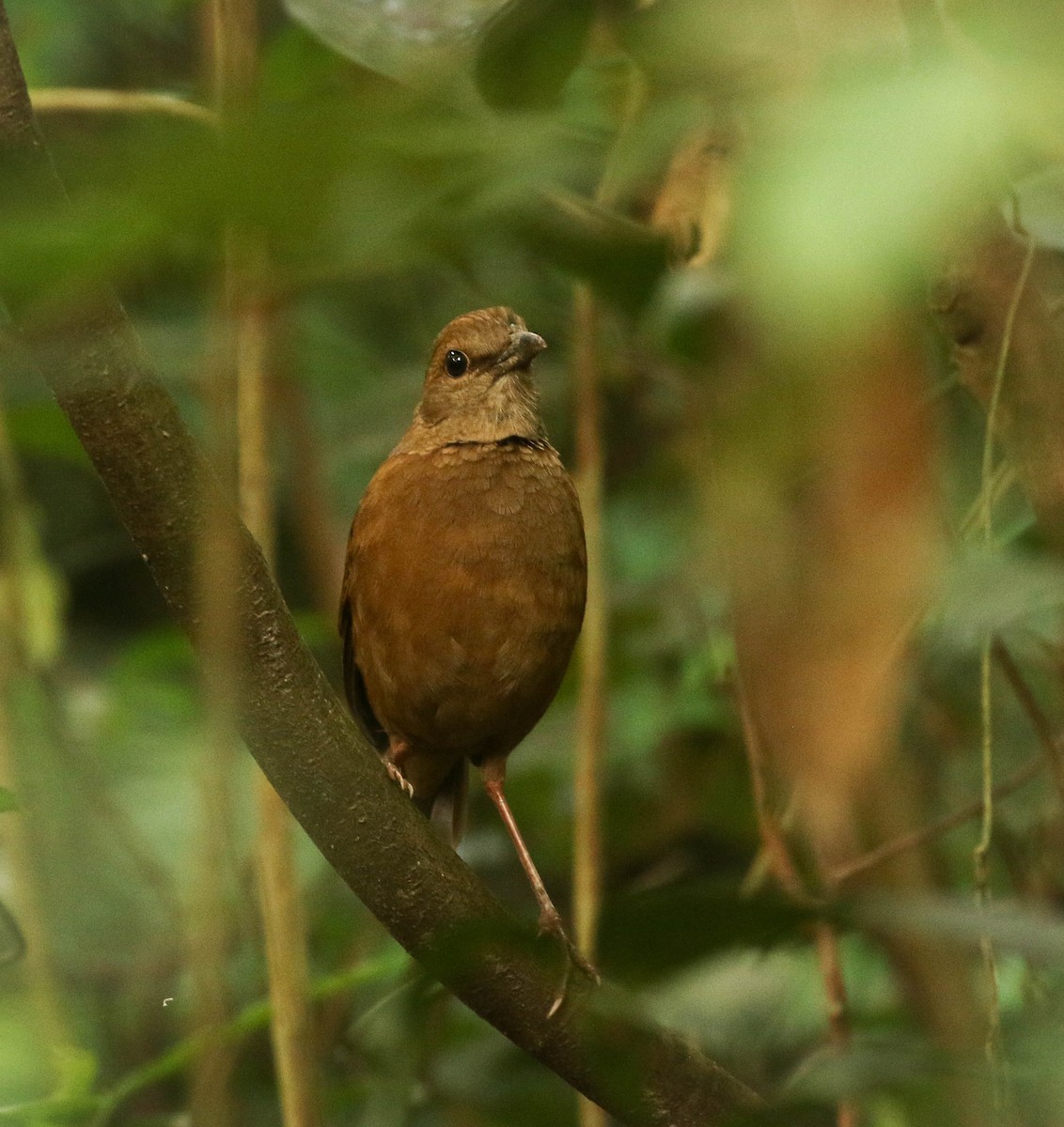 blånakkepitta - ML101593451