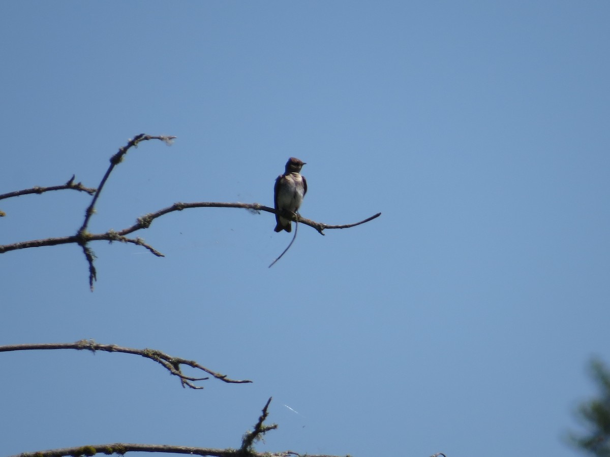 Hirondelle à ailes hérissées - ML101593521