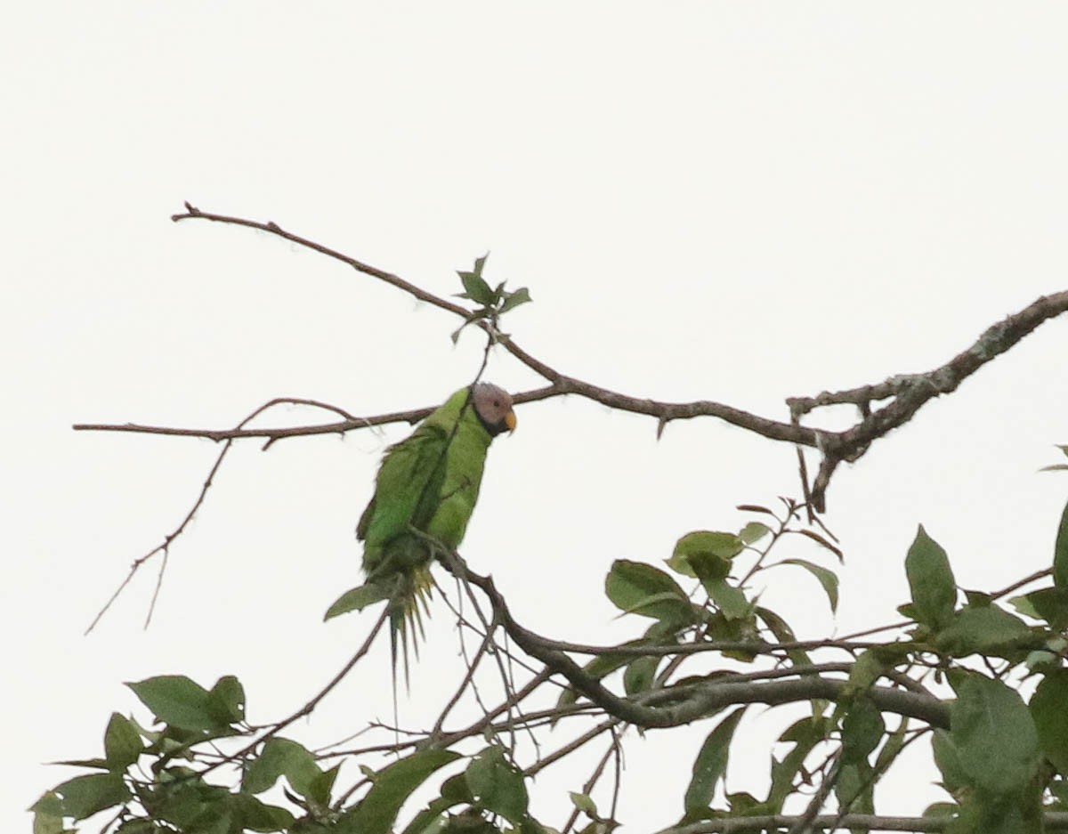 Blossom-headed Parakeet - Nayana Amin