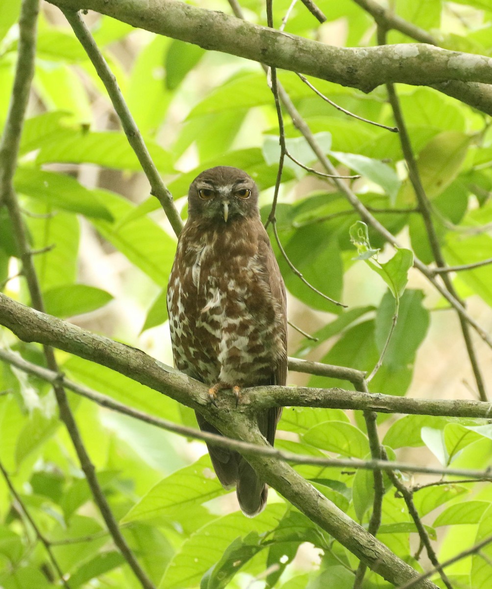 Brown Boobook - ML101594041