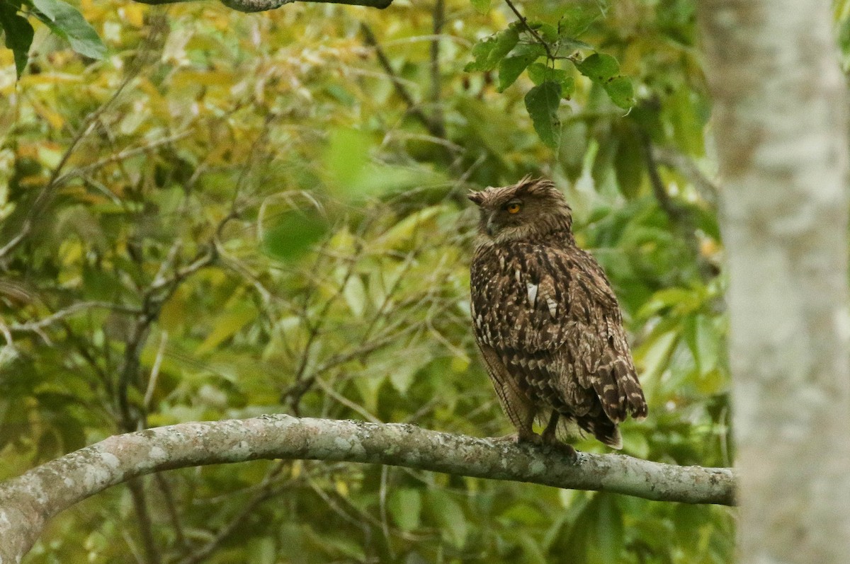 Brown Fish-Owl - ML101594121