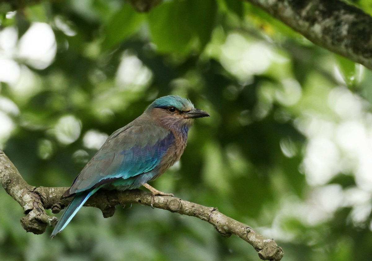 Indochinese Roller - Nayana Amin