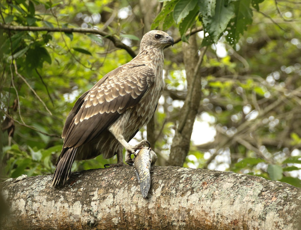 Gray-headed Fish-Eagle - Nayana Amin
