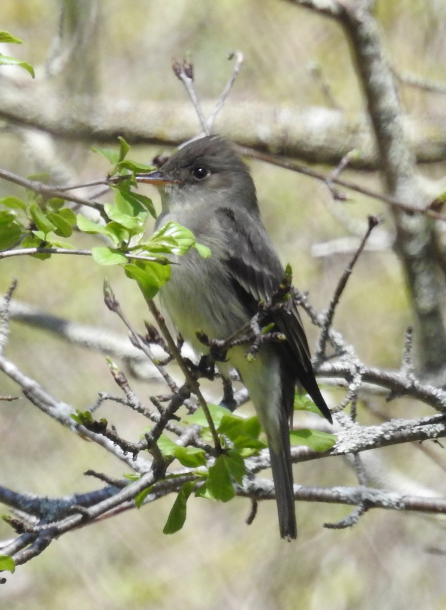 Alder Flycatcher - ML101596061