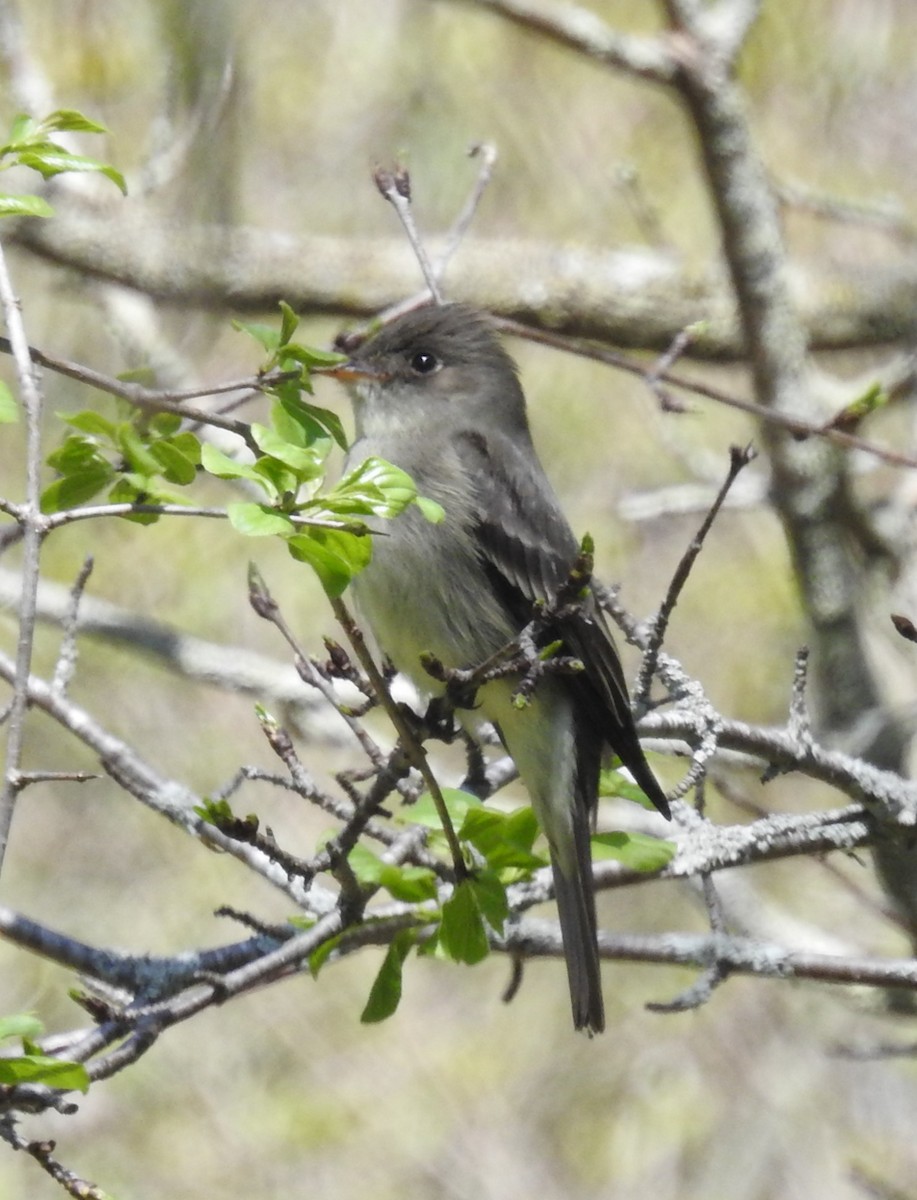 Alder Flycatcher - ML101596071