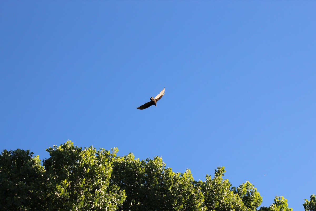 Turkey Vulture - ML101596861