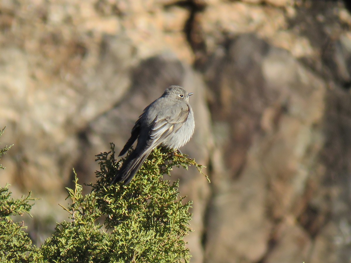 Townsend's Solitaire - ML101598961