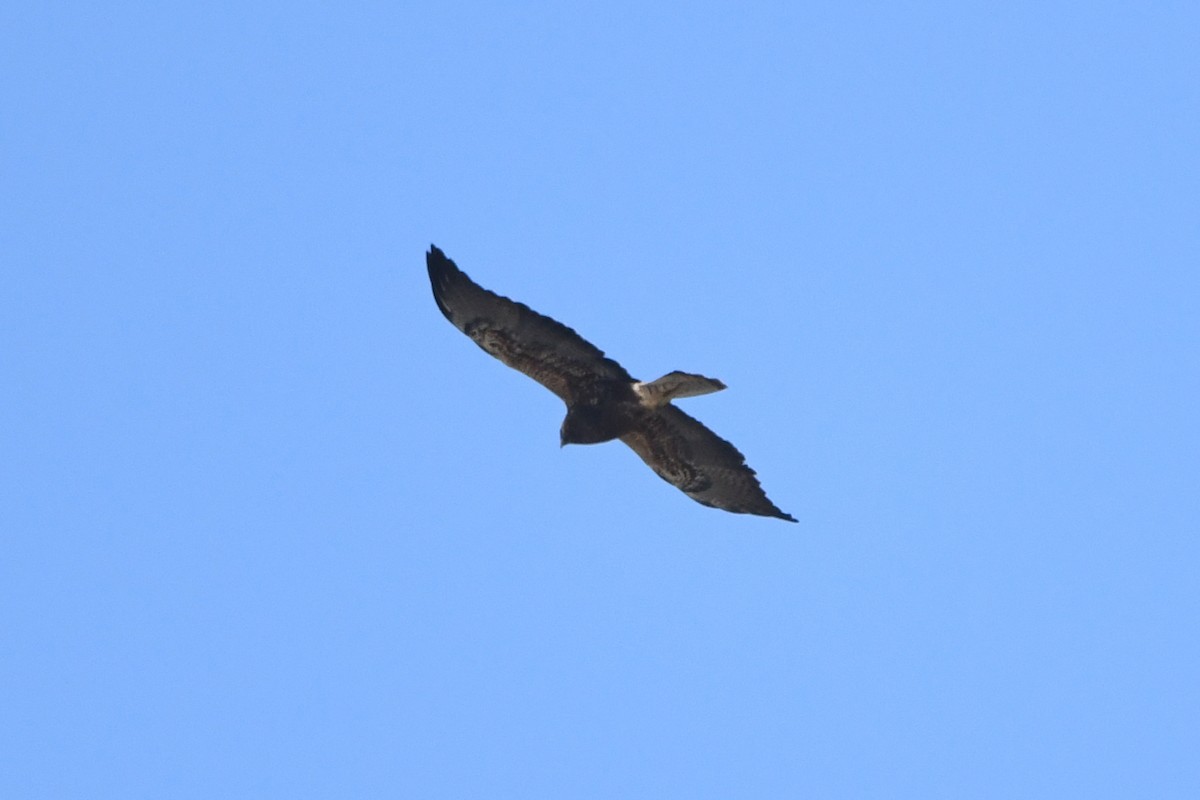 Swainson's Hawk - ML101599861