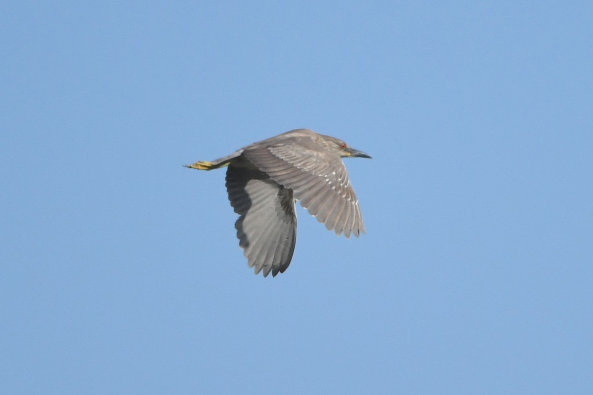 Black-crowned Night Heron - ML101600041