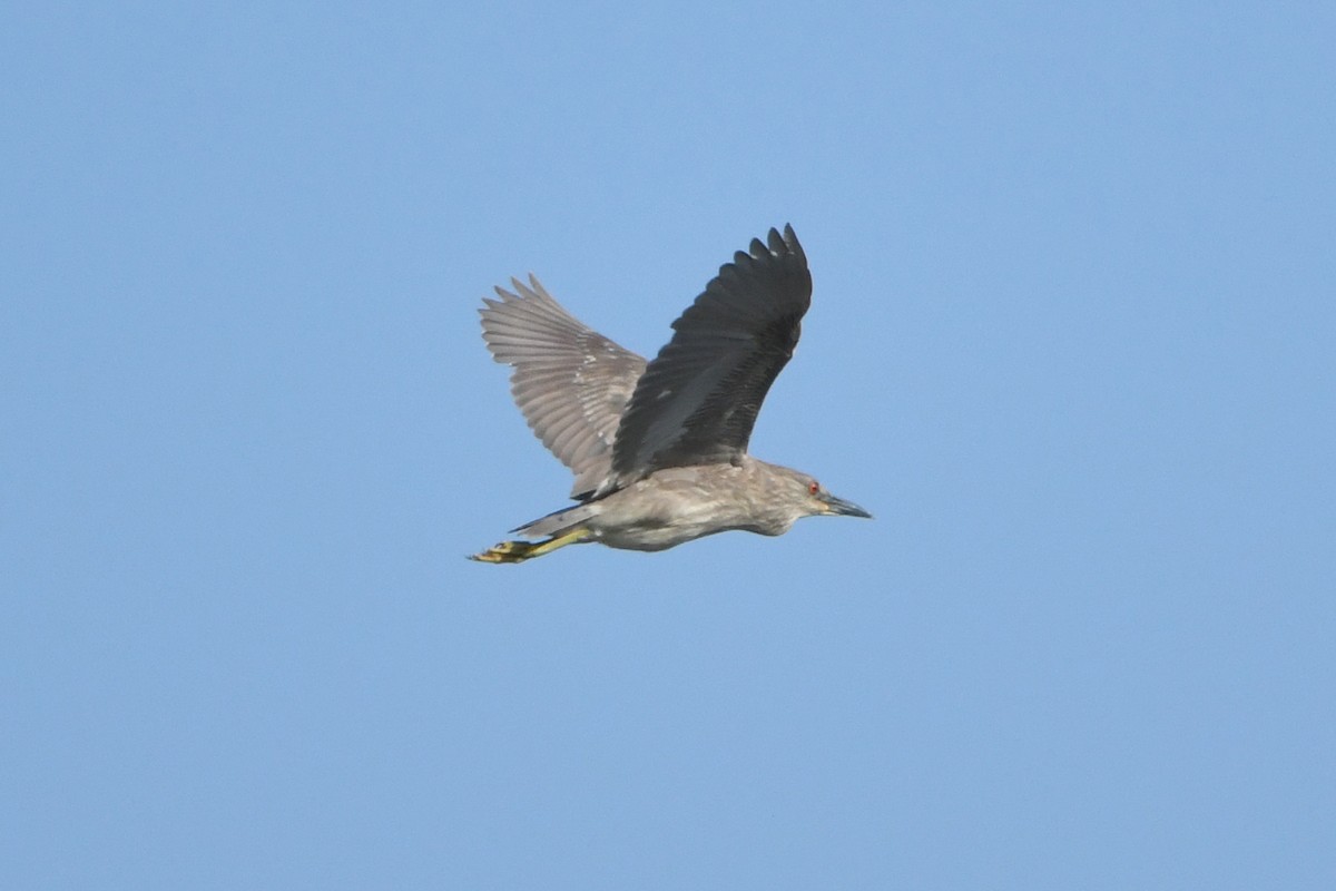 Black-crowned Night Heron - ML101600051