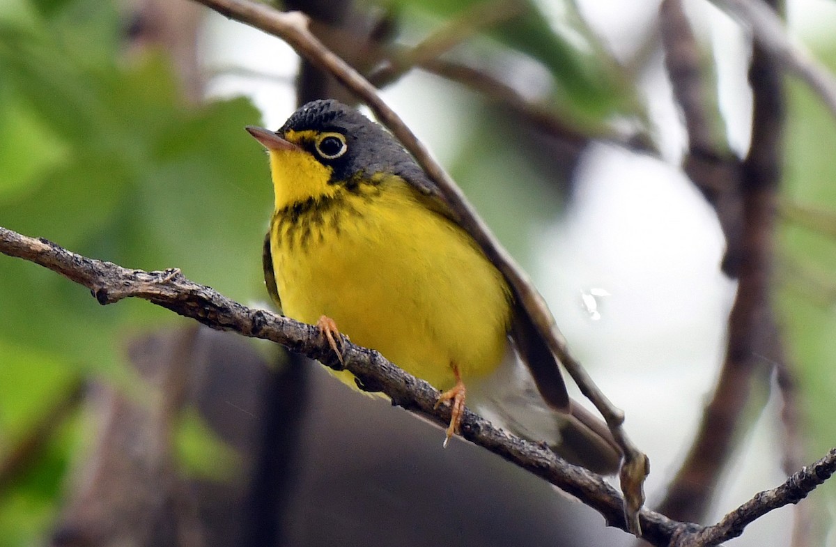 Canada Warbler - ML101601691