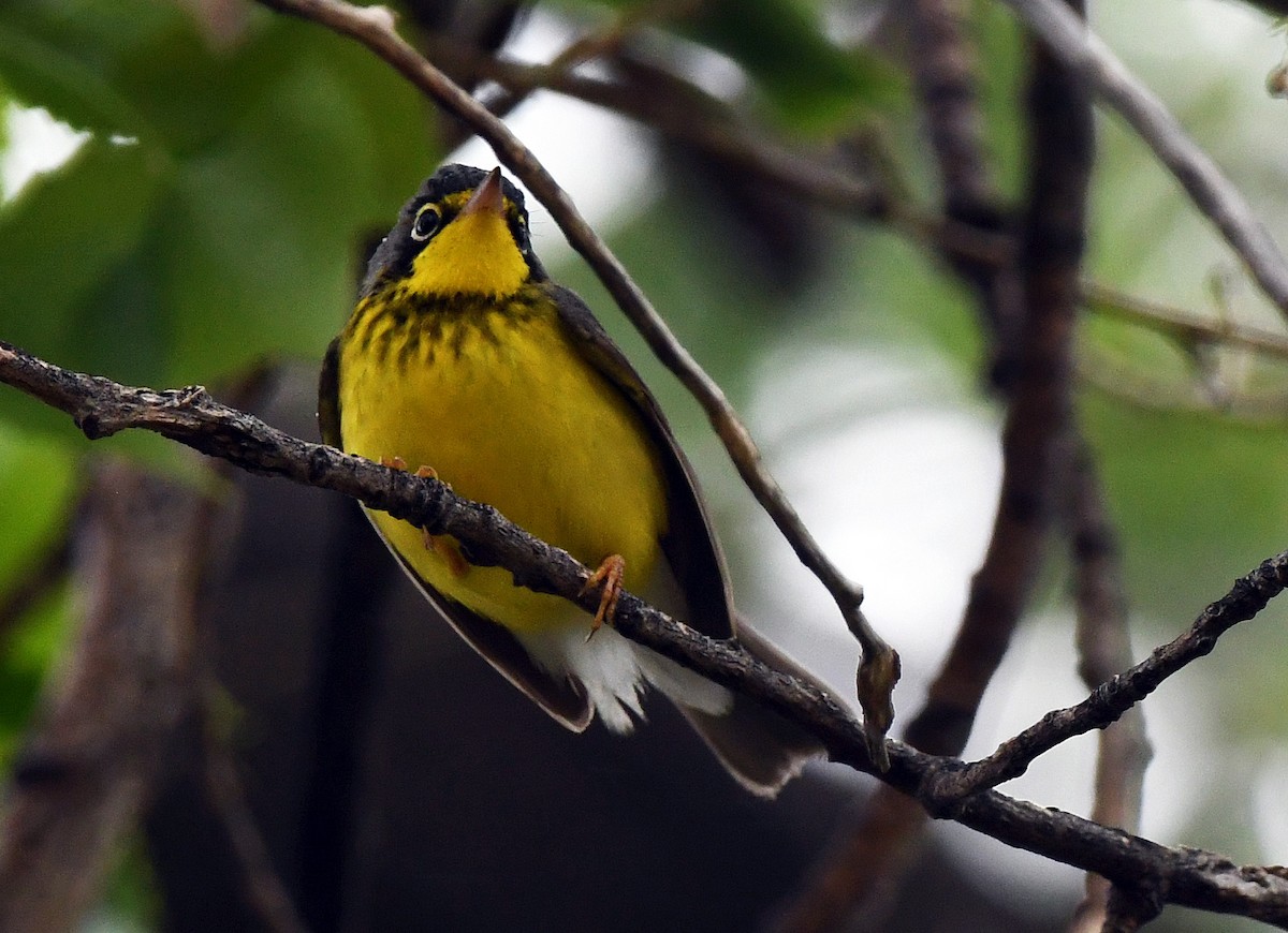 Canada Warbler - ML101601721